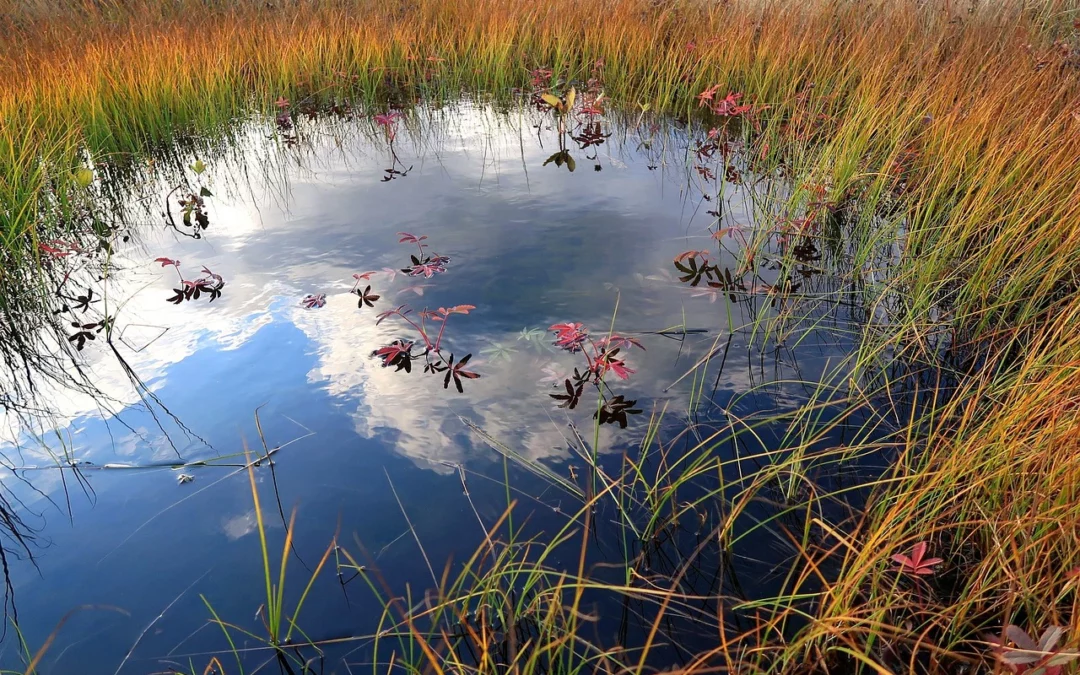 Líffræðileg fjölbreytni og loftslagsmál – hver eru tengslin?